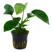 Anubias Barteri var. caladilifolia